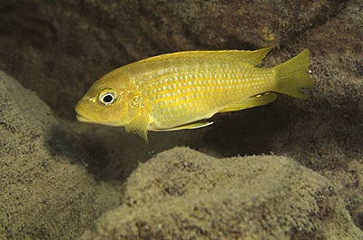 Maylandia phaeos 'Cobwe'